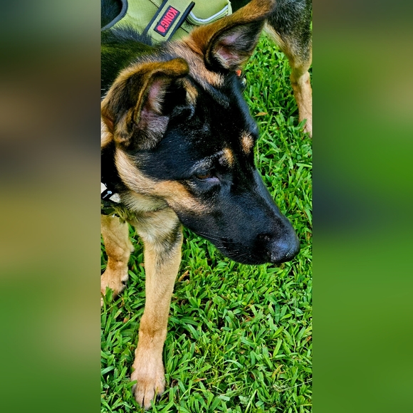 Meet your Posher, Regena - Picture 7 of 16